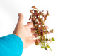 Ludwigia glandulosa