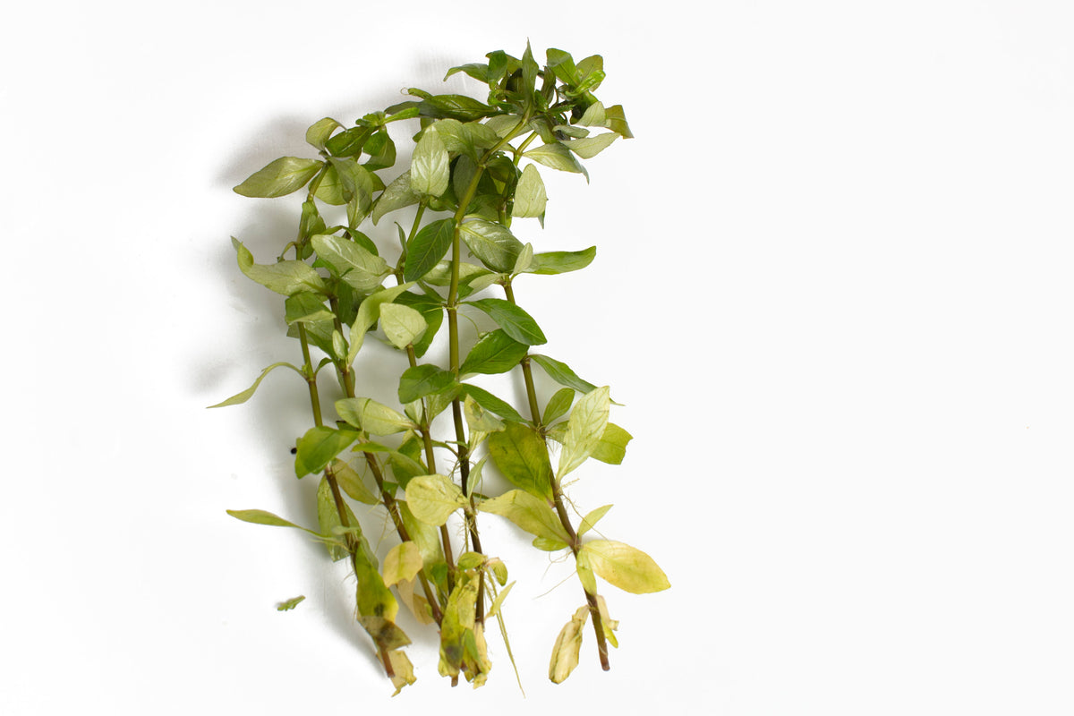Ludwigia palustris 'Green'