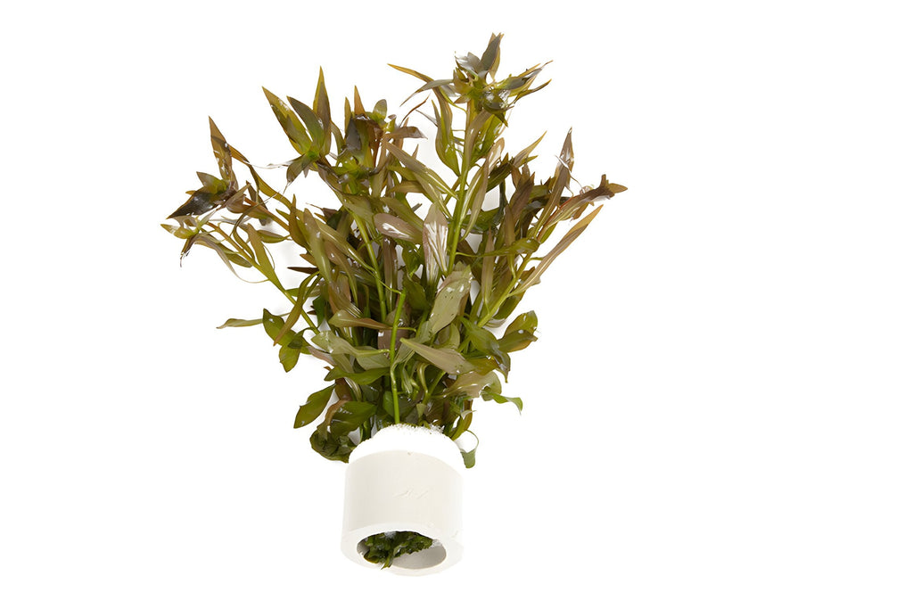 Ludwigia brevipes