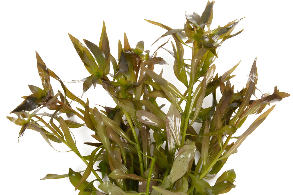 Ludwigia brevipes