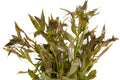 Ludwigia brevipes