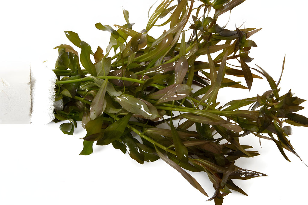 Ludwigia brevipes