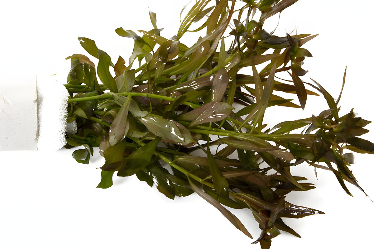 Ludwigia brevipes