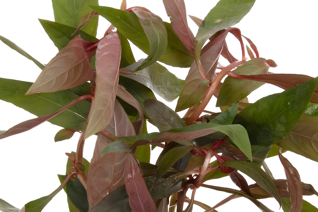 Ludwigia peruensis