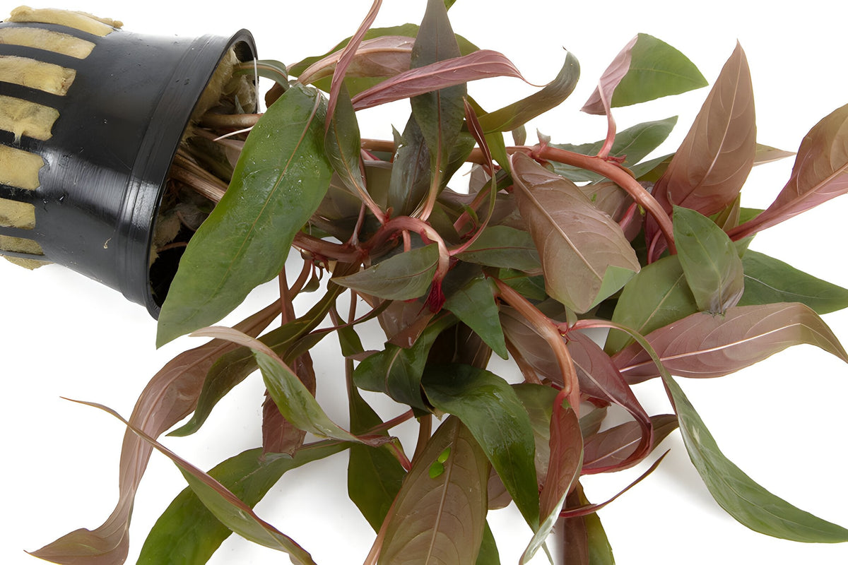 Ludwigia peruensis
