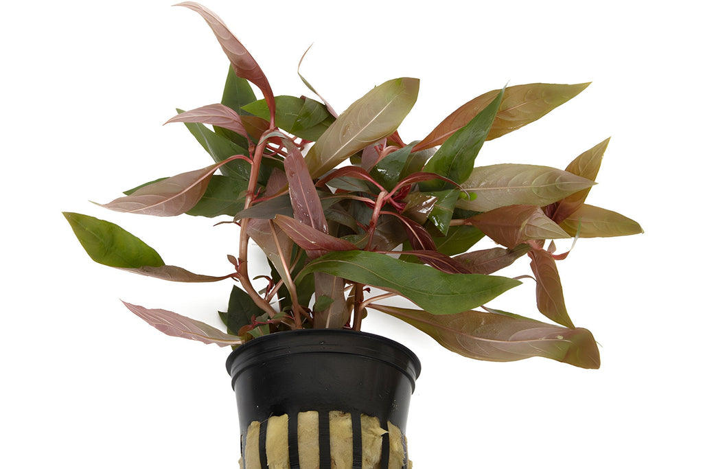 Ludwigia peruensis