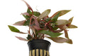 Ludwigia peruensis