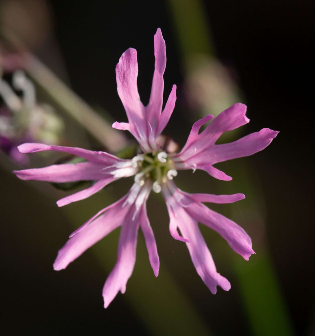 Lychnis flos-cuculi