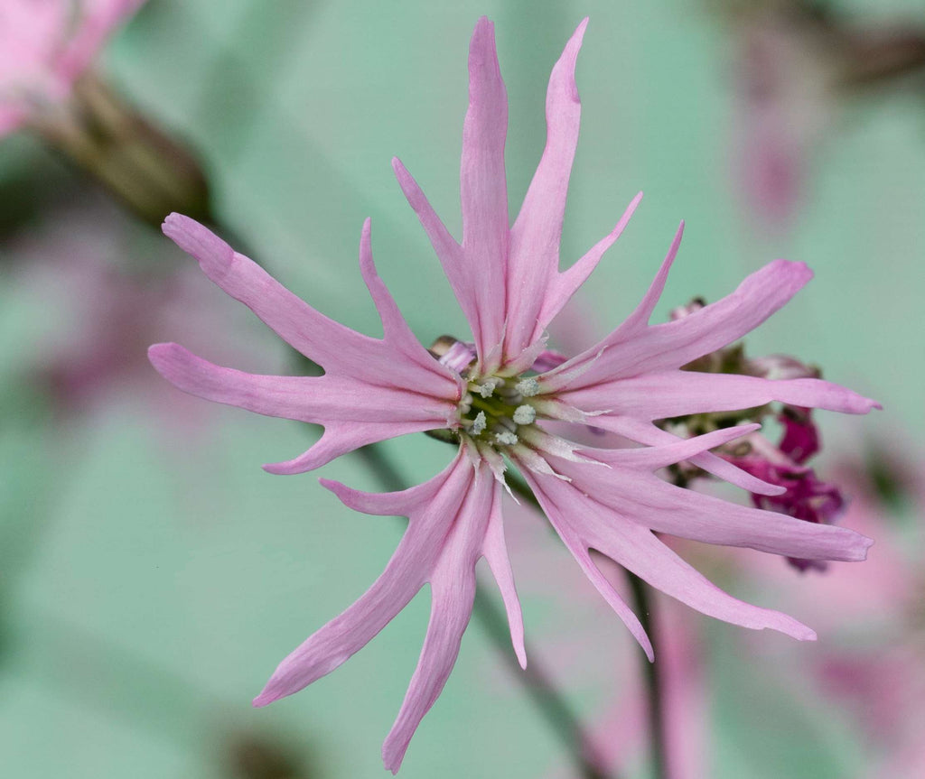 Lychnis flos-cuculi