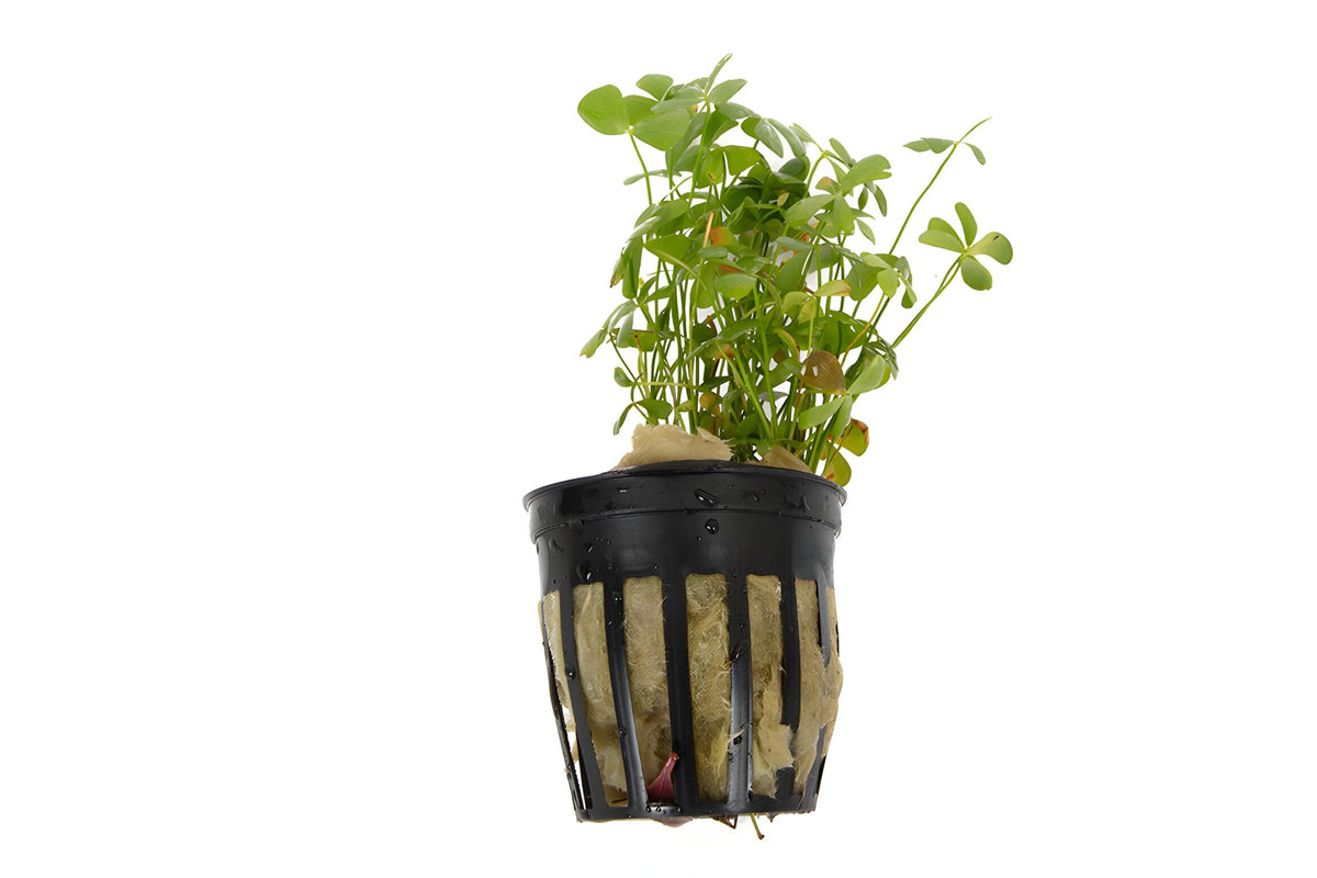 Marsilea crenata