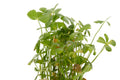 Marsilea crenata