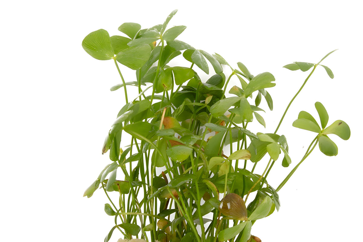 Marsilea crenata