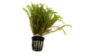 Mayaca fluviatilis