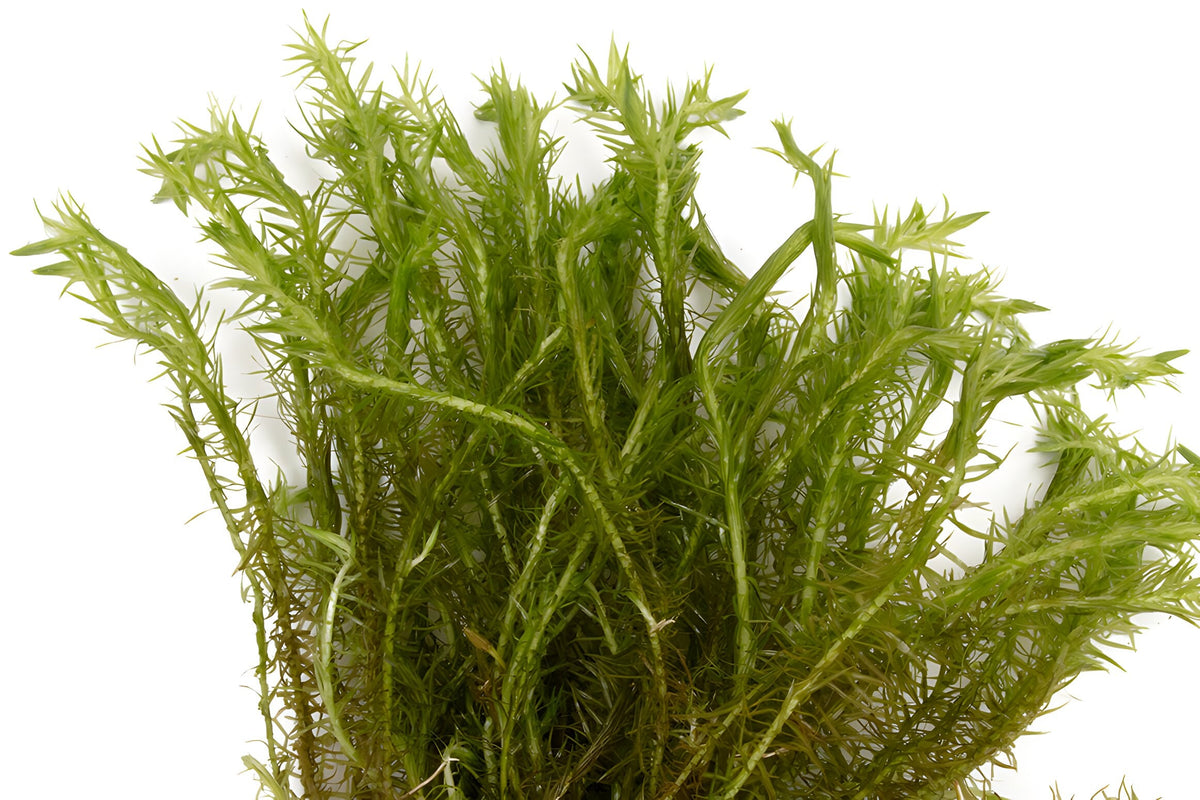 Mayaca fluviatilis