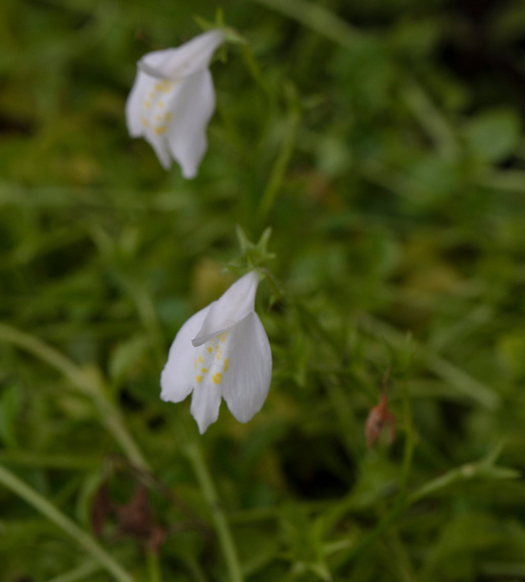 Mazus reptans 'Albus'