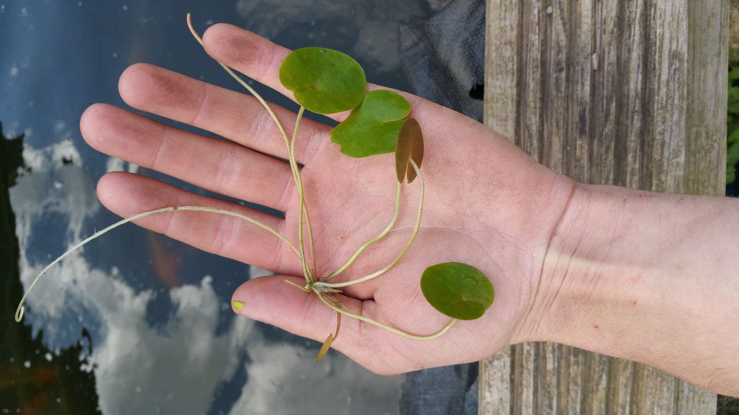 Frogbit (Hydrocharis morsus-ranae) - DF002