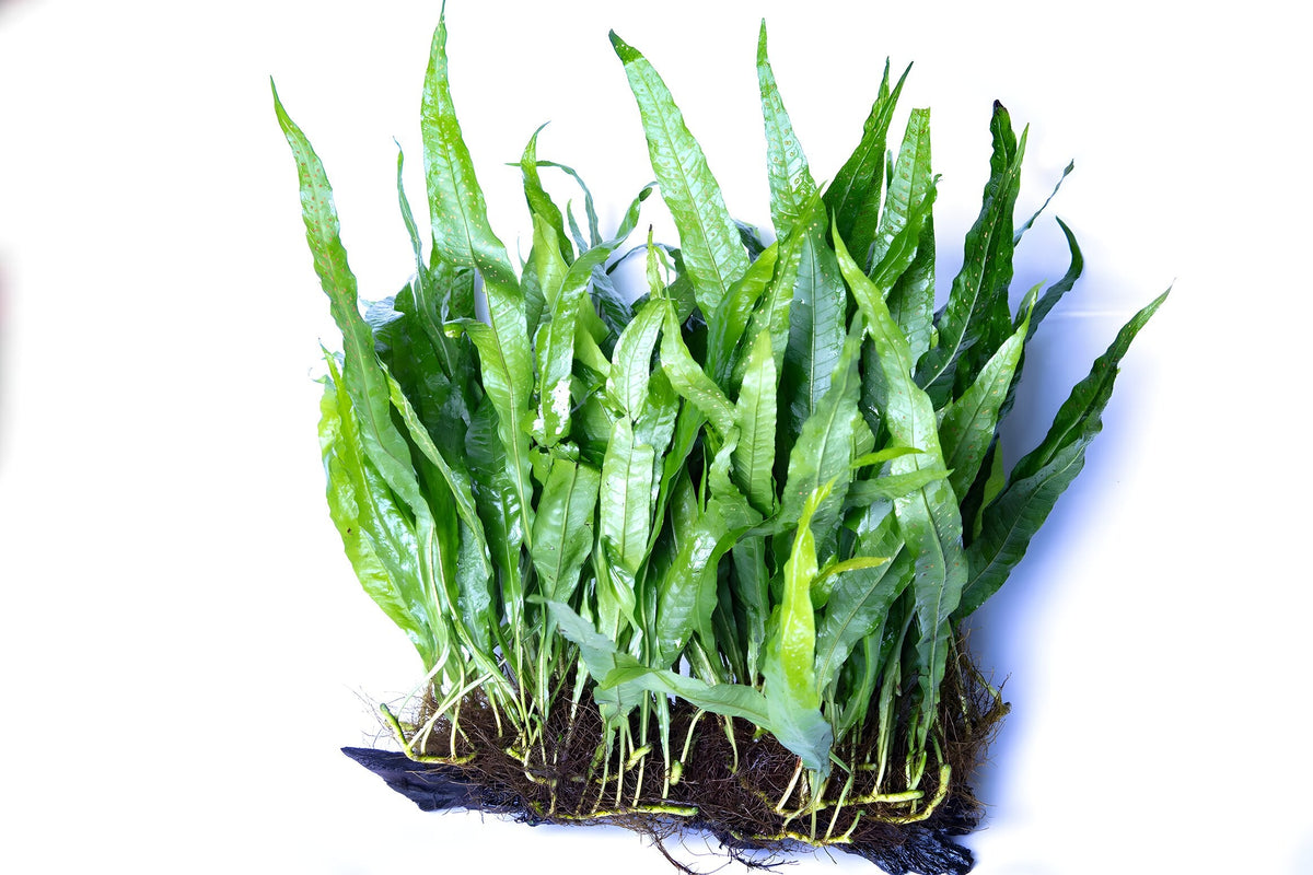 Microsorum pteropus