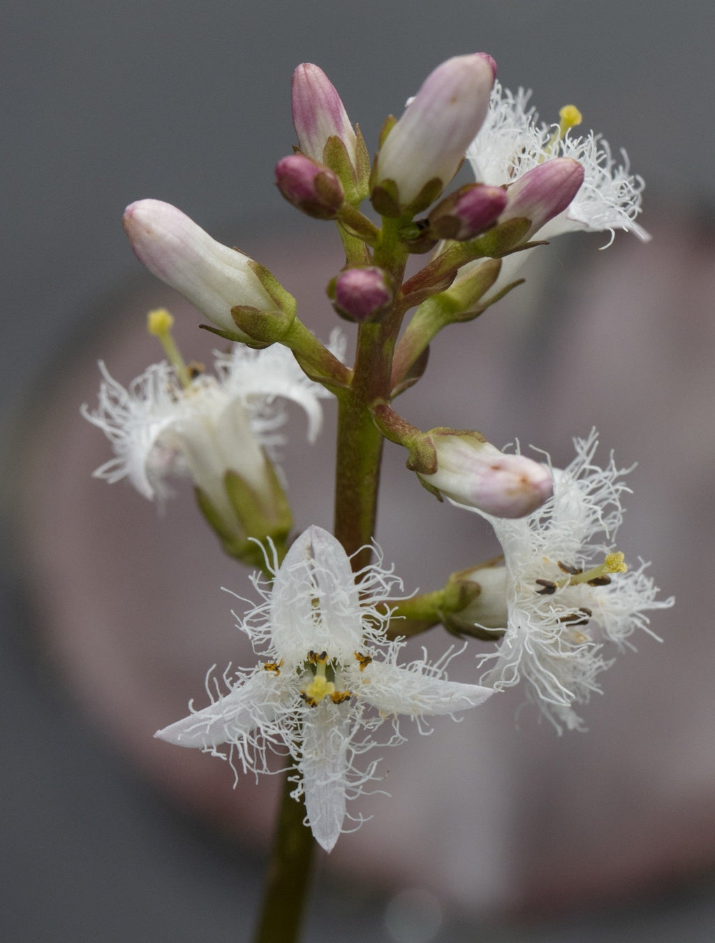 Menyanthes trifoliata