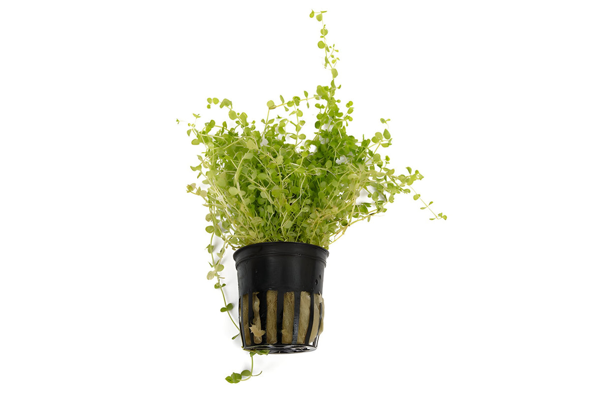 Micranthemum umbrosum