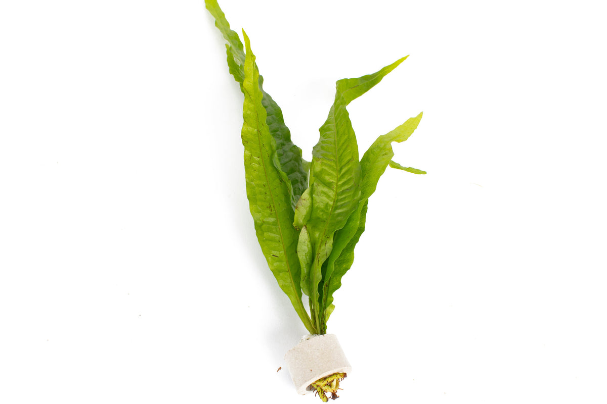 Microsorum pteropus
