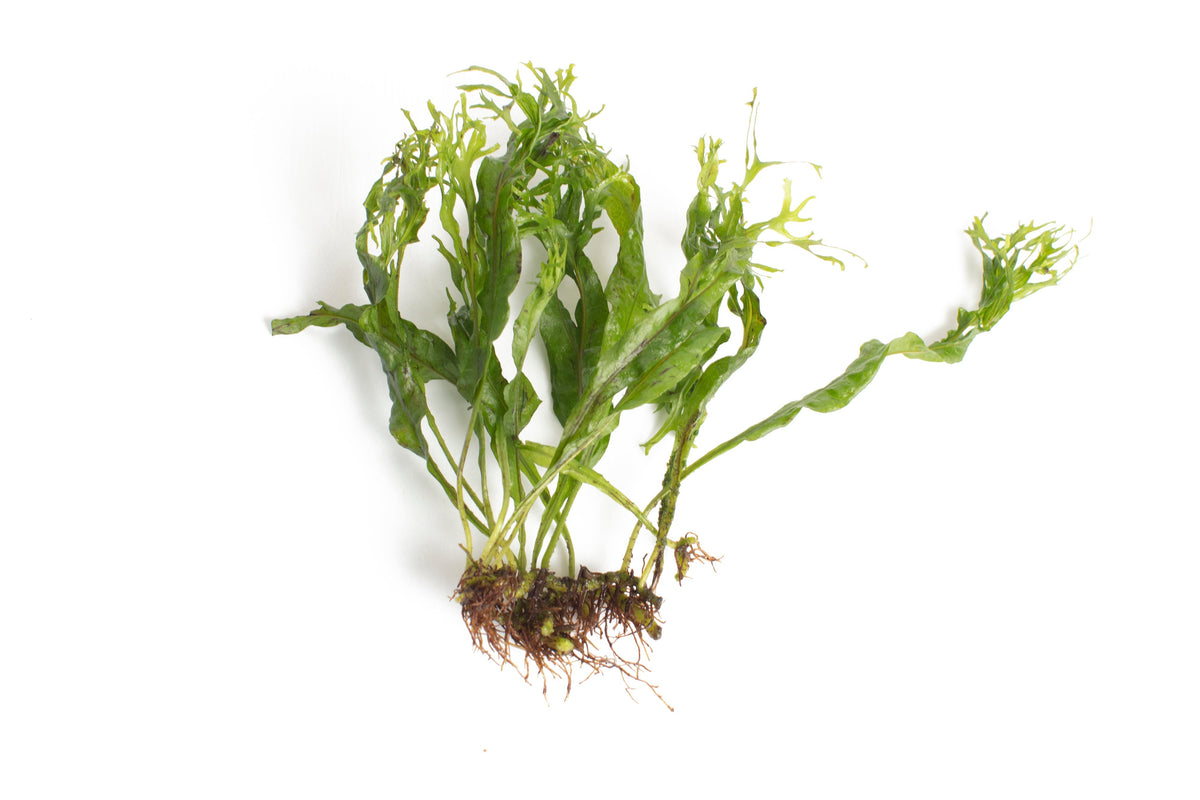 Microsorum pteropus 'Windelov'