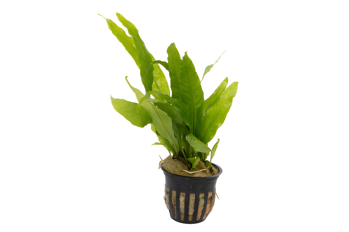 Microsorum pteropus