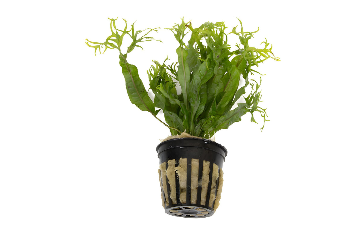 Microsorum pteropus 'Windelov'