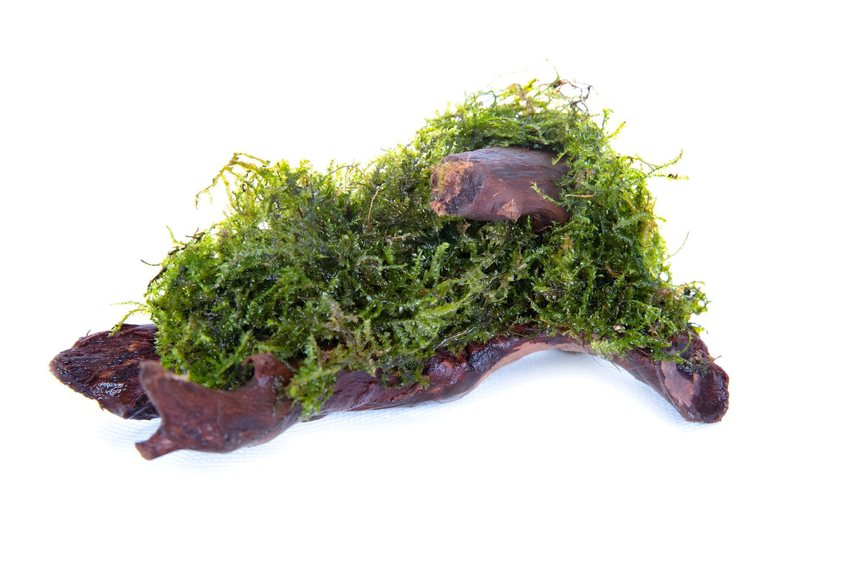 Vesicularia dubyana (Java Moss) Driftwood/Coco-Shell/Bio-Sphere