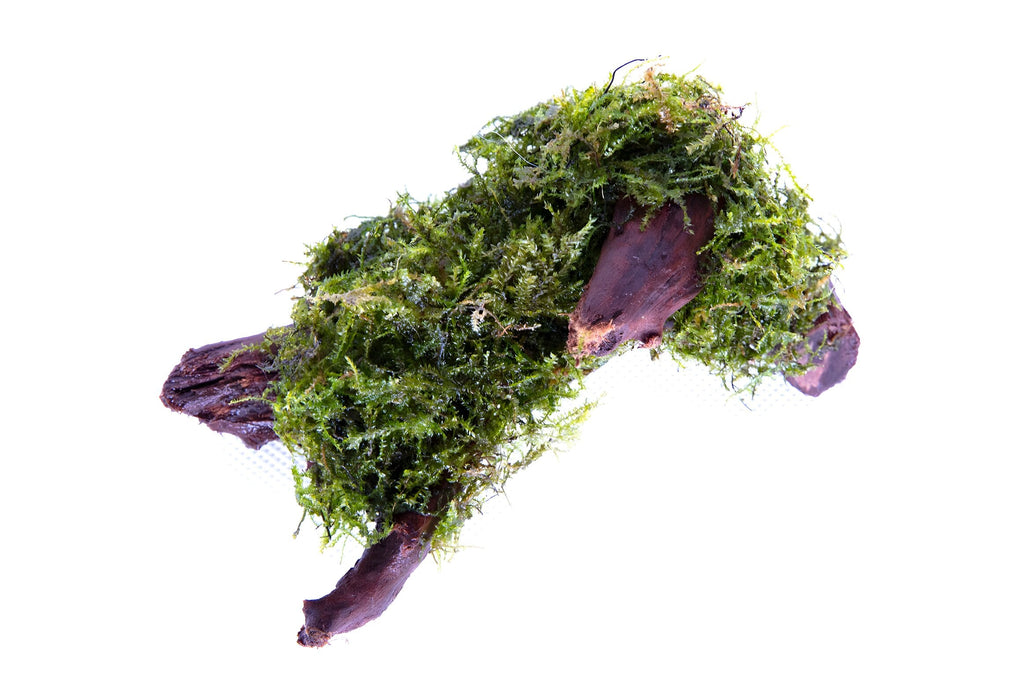 Vesicularia dubyana (Java Moss) Driftwood/Coco-Shell/Bio-Sphere