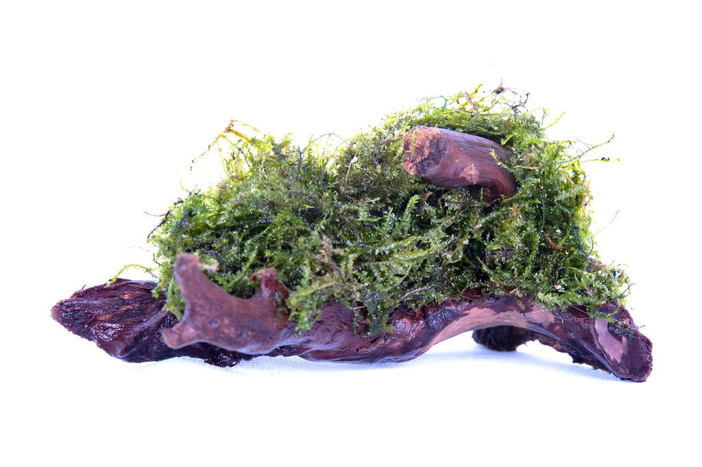 Vesicularia dubyana (Java Moss) Driftwood/Coco-Shell/Bio-Sphere