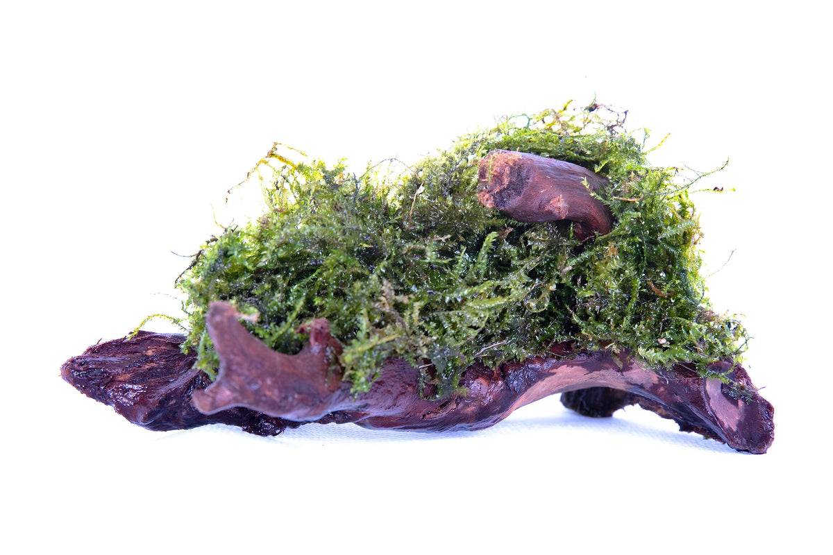 Vesicularia dubyana (Java Moss) Driftwood/Coco-Shell/Bio-Sphere