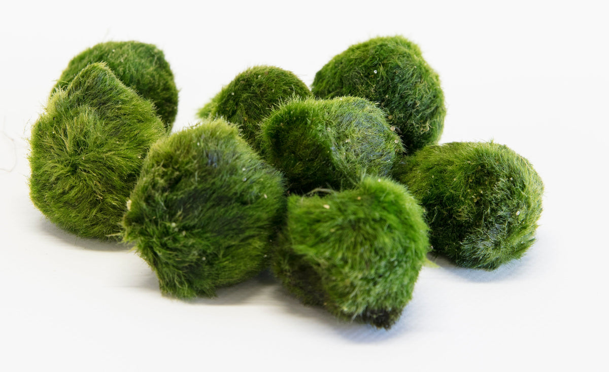 Cladophora aegagropila 'Moss Balls'