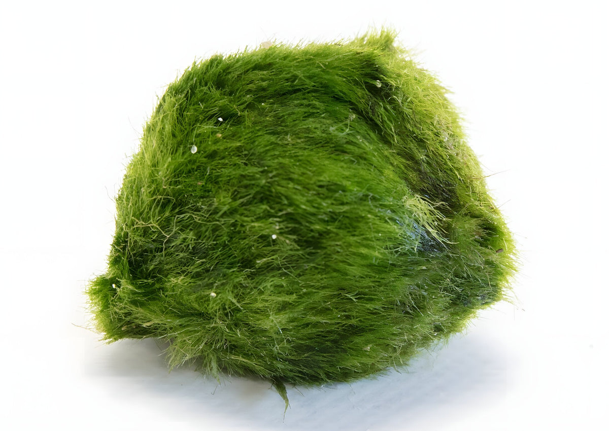 Cladophora aegagropila 'Moss Balls'