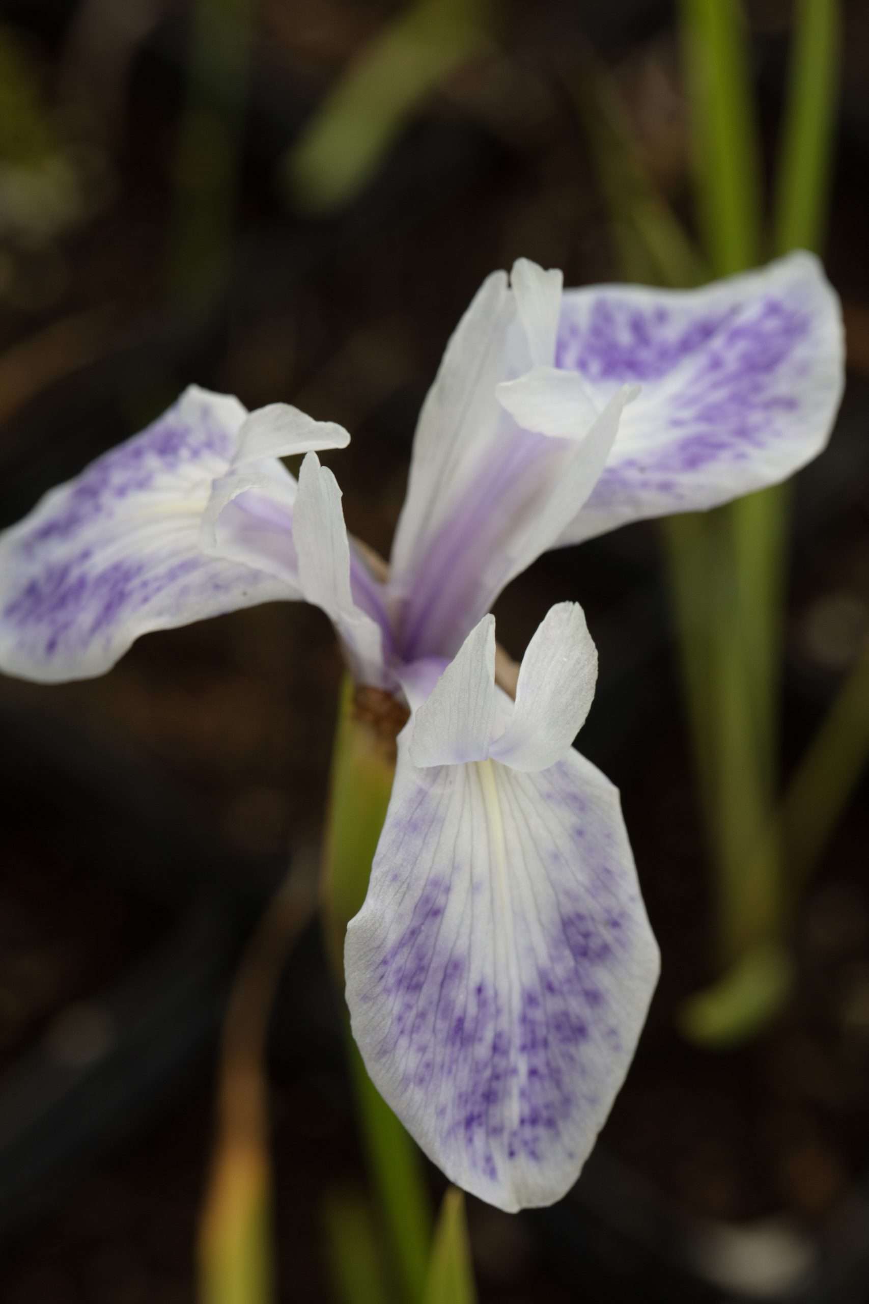 Iris laevigata 'Mottled Beauty'