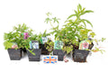 Native Marginal 8 Pack Potted - NP802
