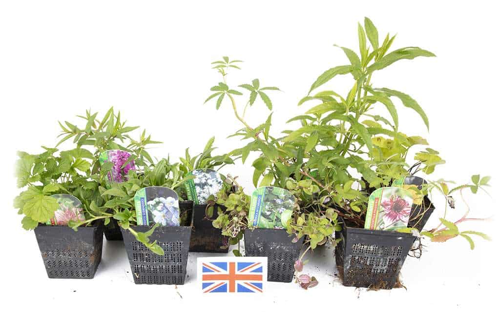 Native Marginal 8 Pack Potted - NP802