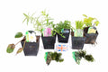 Native Pack Potted - NNL02
