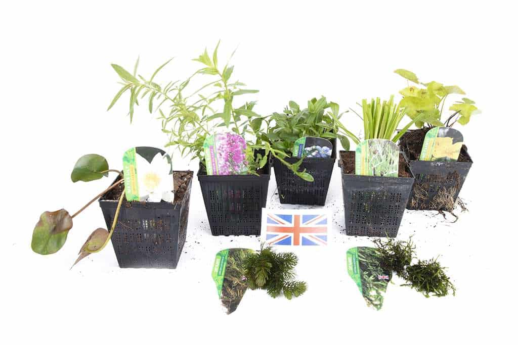 Native Pack Potted - NNL02