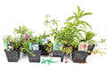 Lincolnshire Pond Plants Crested Newt Marginal 8 Pack Potted - CN802