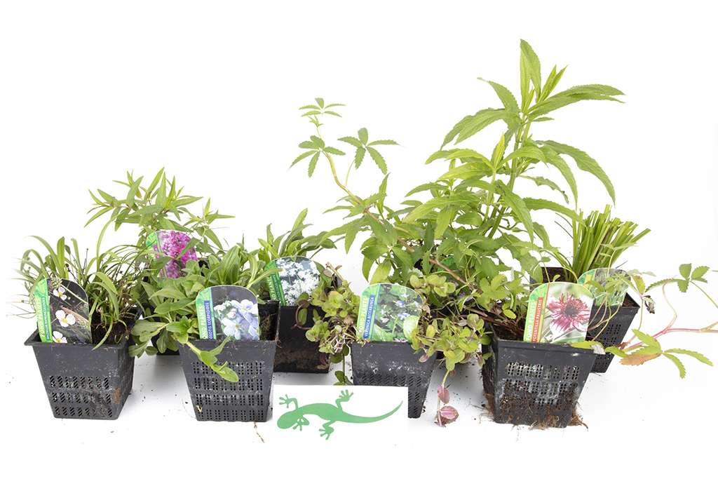 Lincolnshire Pond Plants Crested Newt Marginal 8 Pack Potted - CN802