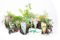 Lincolnshire Pond Plants Crested Newt Marginal 8 Pack - CN801