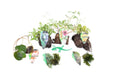 Lincolnshire Pond Plants Crested Newt Bareroot Pack - CNPL01