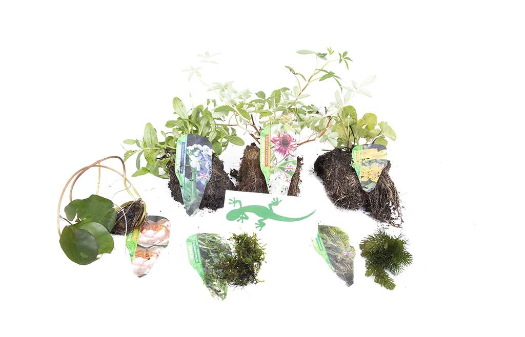 Lincolnshire Pond Plants Crested Newt Bareroot Pack - CNPL01