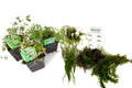 Oxygenating Pack Potted - OXP02