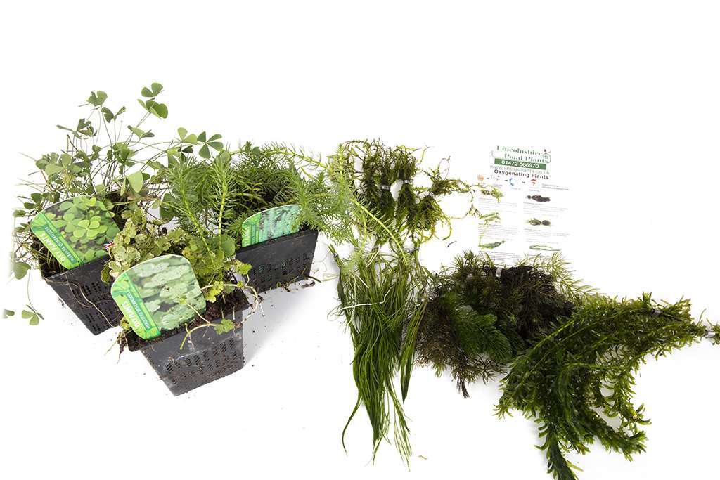 Oxygenating Pack Potted - OXP02