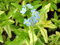 Myosotis palustris variegata
