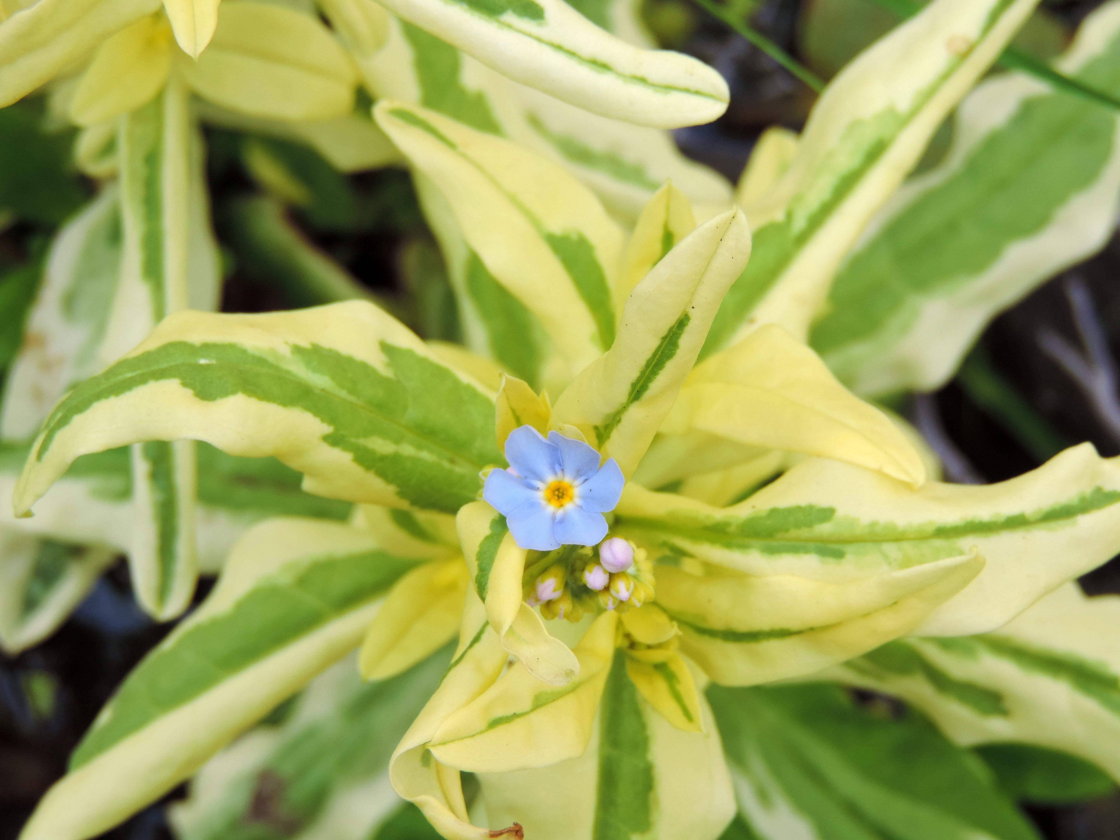 Myosotis palustris variegata