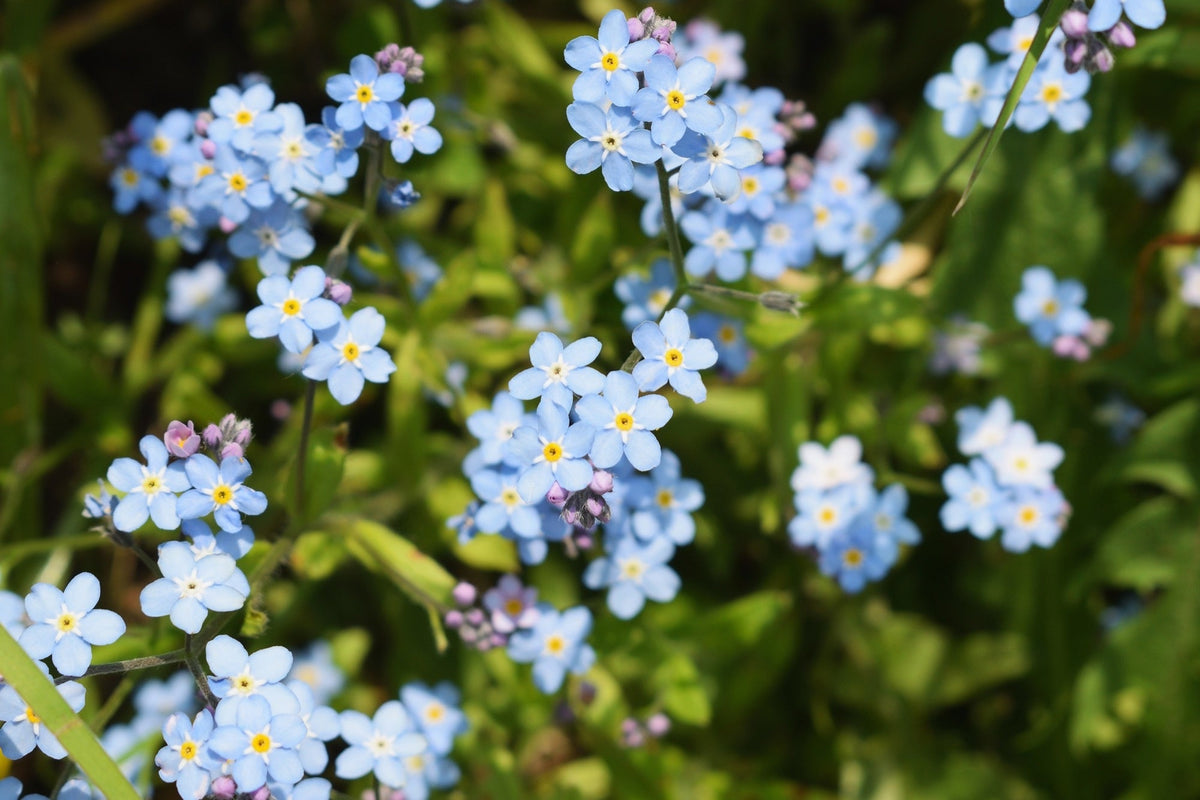 Myosotis palustris variegata