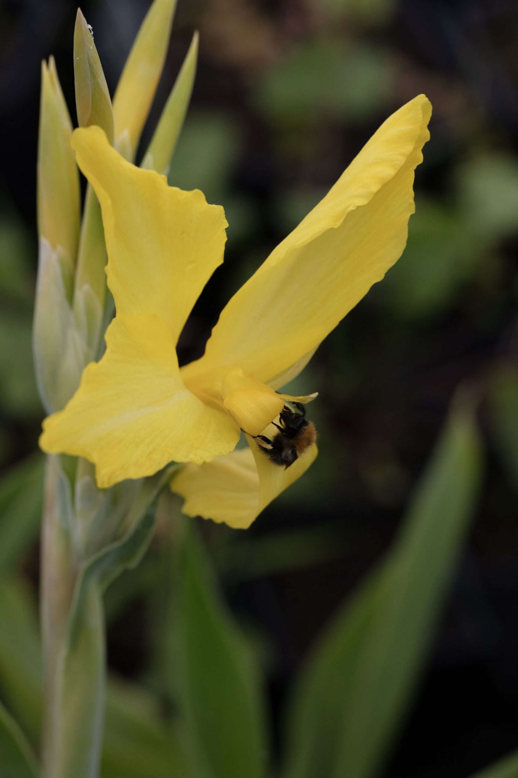 Iris pseudacorus 'Yellow Flag'