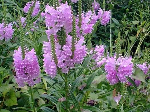 Physostegia virginiana
